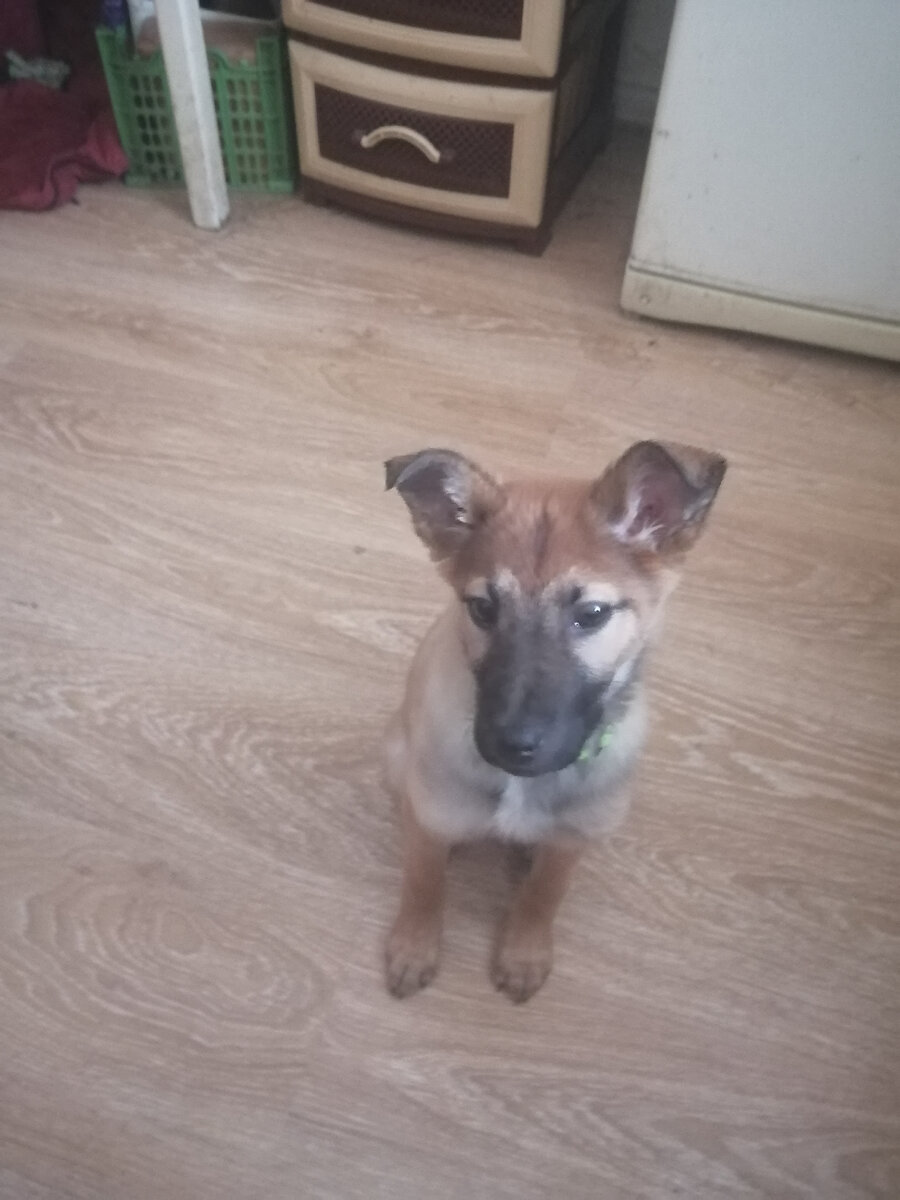 Детсад, штаны на лямках