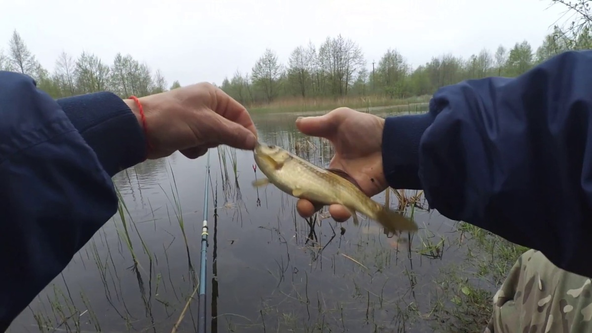 Фото с сайта: https://i.ytimg.com/vi/nLexXo_Vi-M/maxresdefault.jpg