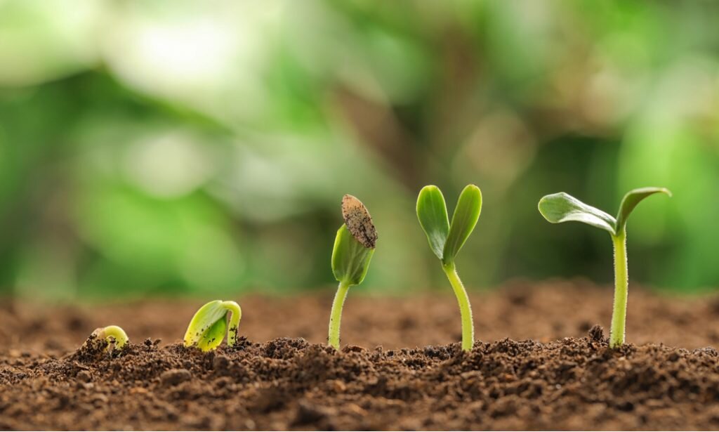 Прорастание семян 