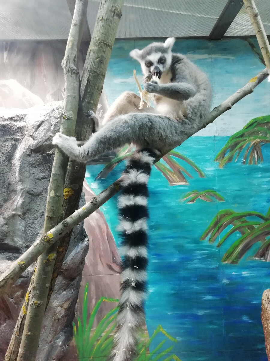 лемур обедает (фото из личного архива)