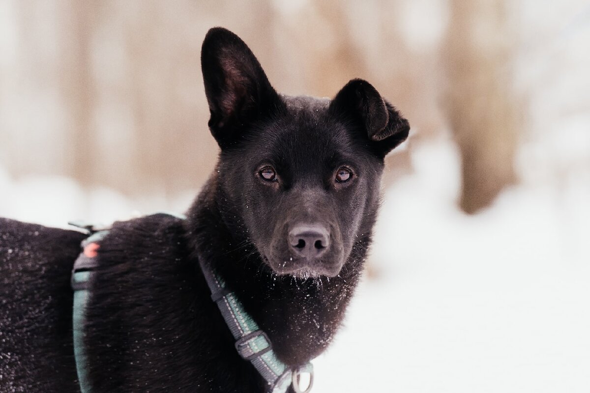Такой Токио была с самого начала в приюте «Красная сосна»