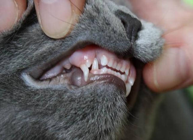 Как выглядит челюсть кошки фото