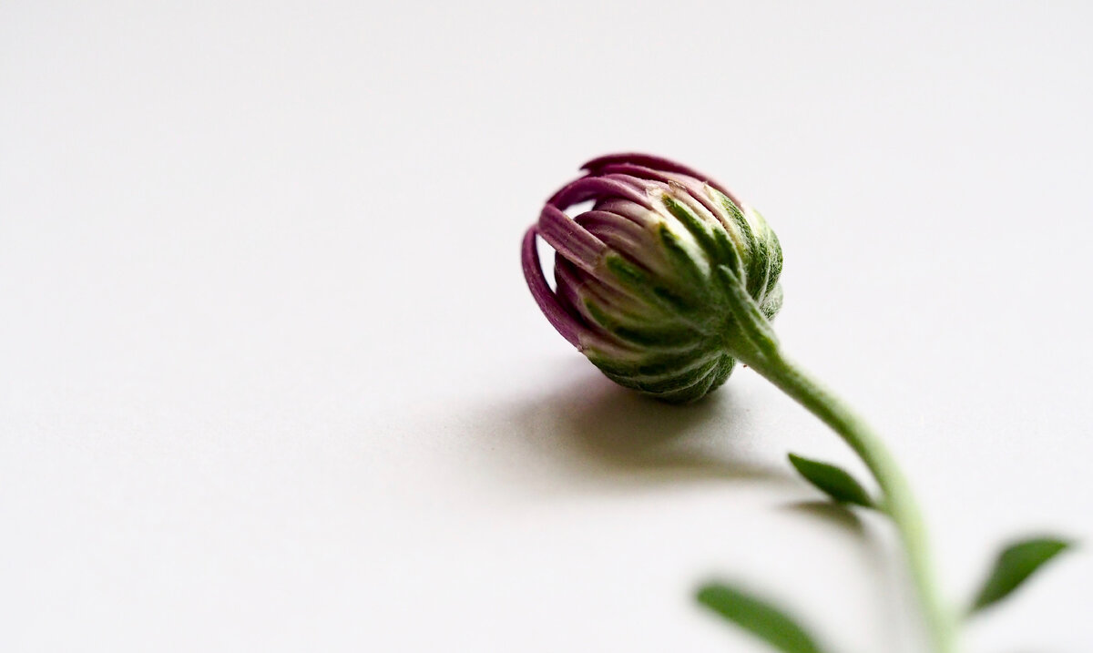 Ссылка на источник изображения: https://get.pxhere.com/photo/flower-bud-plant-botany-plant-stem-flowering-plant-macro-photography-petal-herbaceous-plant-1501419.jpg