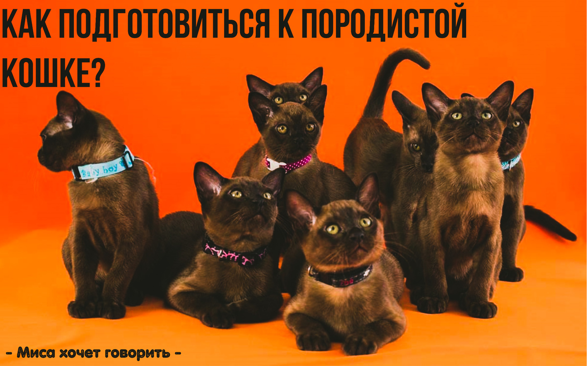 Источник: http://kaktusenok.com/burmanskaya-koshka/