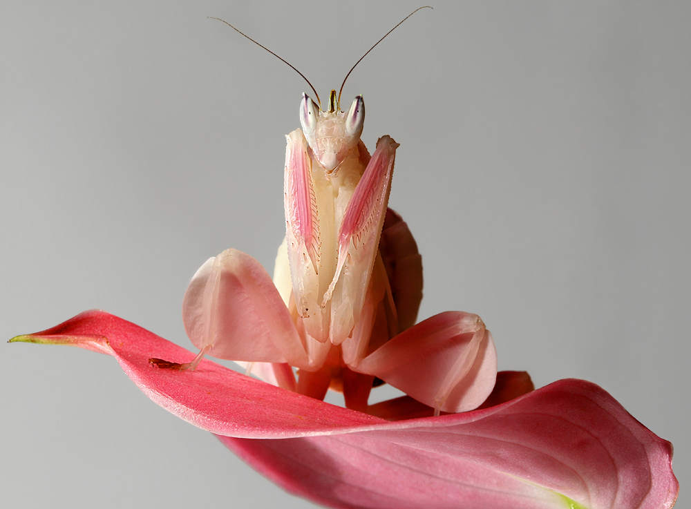 Виды насекомых в орхидеях. Орхидейный богомол. Малазийский орхидейный богомол. Богомол Hymenopus coronatus. Розовый орхидейный богомол.