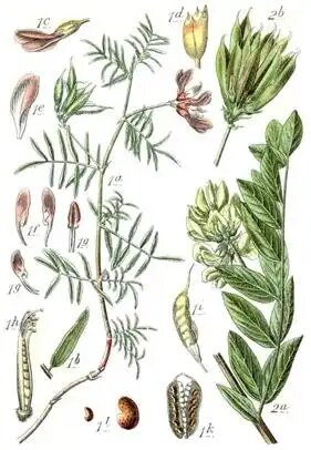 Рис. 1. Ботаническая иллюстрация Якоба Штурма из книги Deutschlands Flora in Abbildungen, 1796: виды астрагала - Астрагал песчаный (1) и Астрагал солодколистный (2)