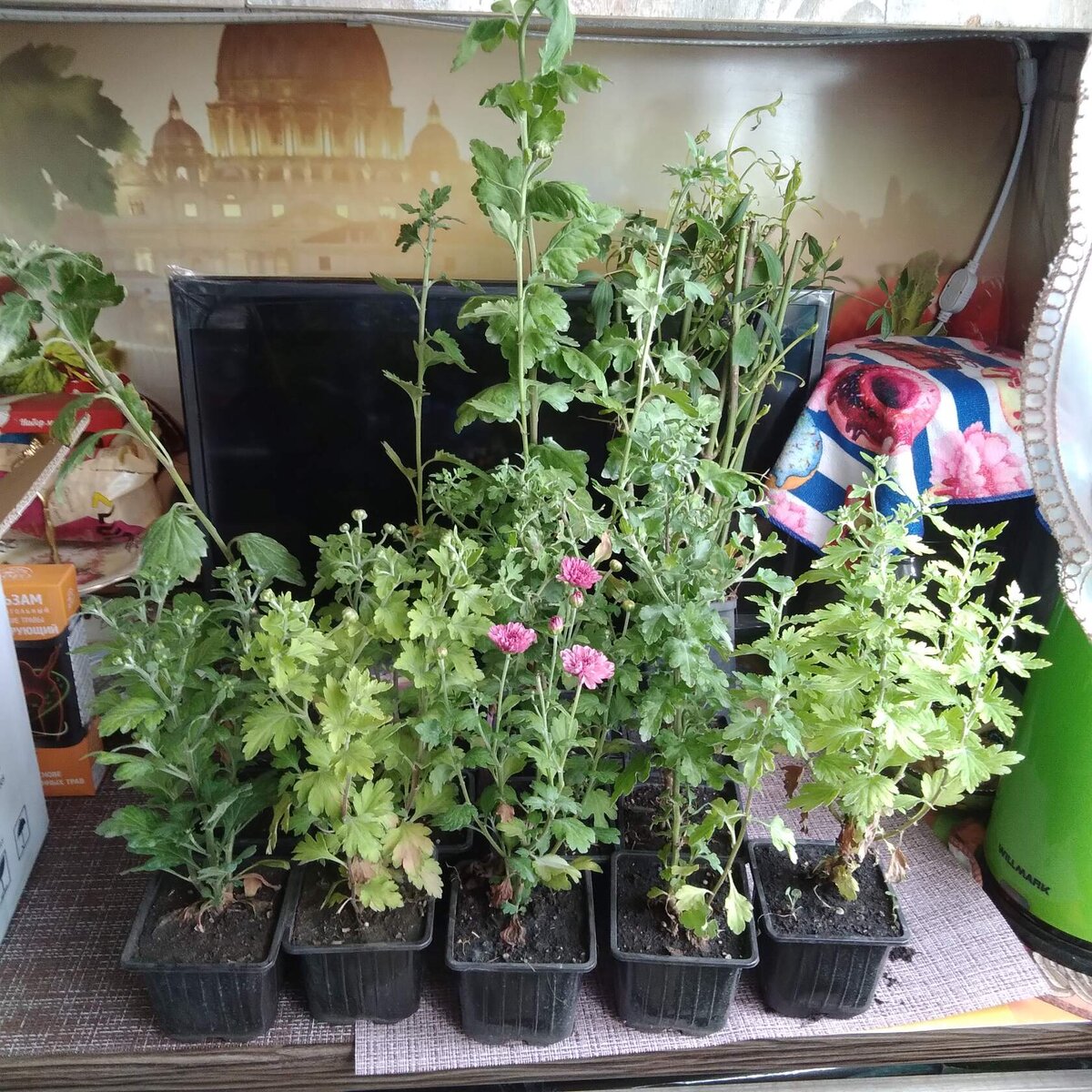 А хвастаюсь я на этот раз тем, что снова посетила сайт своего Любимого Интернет - магазина " Цветник 54" из Новосибирска и приобрела Новые растюшки по сниженным ценам. С этим магазинам я дружу уже с мая месяца и каждый месяц все лето что ни будь заказываю у них. Очень нравится их трепетное отношение к упаковке и доставке растений. И растения, как выяснилось у них Самые Крупные и многие уже  с бутонами и цветущие. Да и Я не ошиблась, именно у них цены на вегетирующие и многие цветущие растения оказались ниже, чем в других интернет - магазинах в общем по стране. Я долго сидела в интернете, копалась на других сайтах в поисках чего  ни будь еще для моего цветника. Мне же Все Мало....И того хочется, и этого....Била себя по рукам. Но все таки решилась купить еще Хризантем Срезочных и Мультифлора на предстоящую осень сразу с высадкой в сад сейчас в августе и дополнительно  нарыла три Шиловидных Флокса разного цвета. У меня растет парочка и сейчас образуют плотную подушку.  И Клематис Манчжурский Жгучий, очень он мне нравился на картинках за белое облако цветов. Еще добавила Астру Бельгийскую и Очиток, цветет красным. Но сейчас у них уже остатки и многих позиций , которые на сайте, уже нет в наличии. Об этом они вежливо сообщают на Вацап после сборки заказа.                                                                                                                                                                                                                  