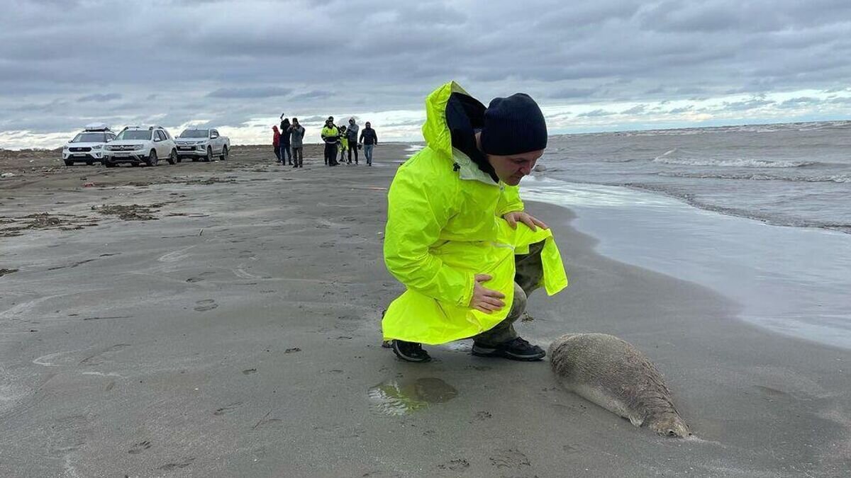    Погибший тюлень на побережье Каспийского моря в Дагестане © Фото : Каспийский природоохранный центр