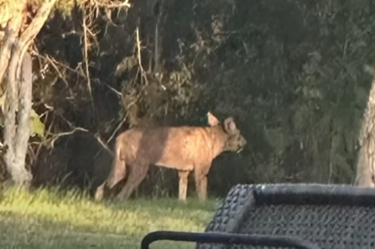    Жители деревни в Техасе шокированы снимками странного существа