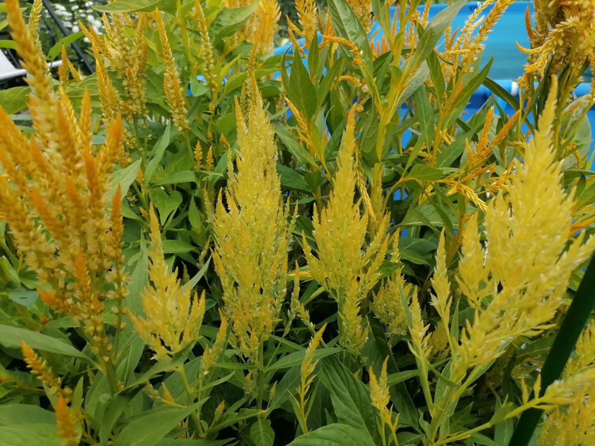 Цветет целозия Золотой шлейф, фото автора