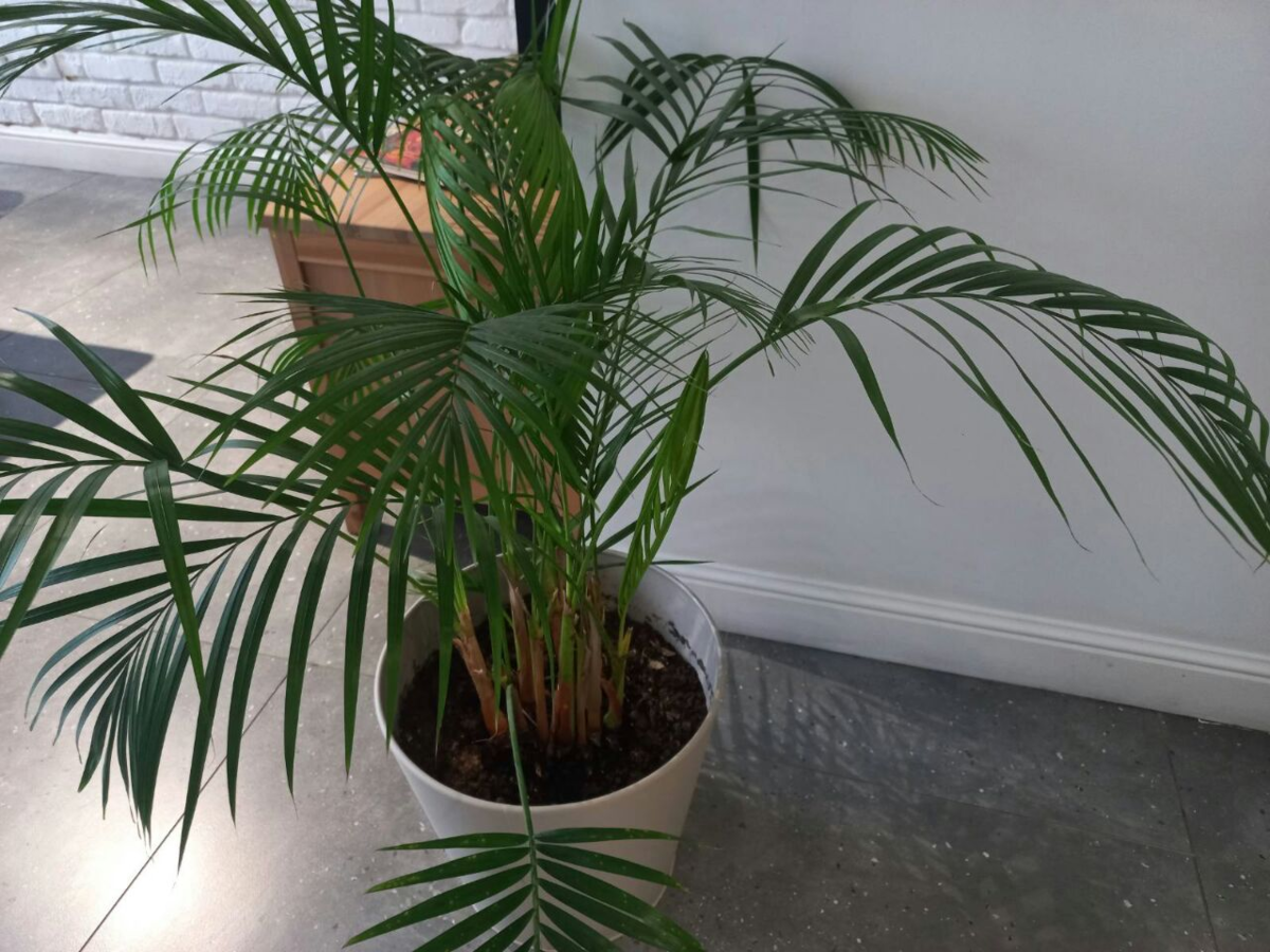 Фото автора.