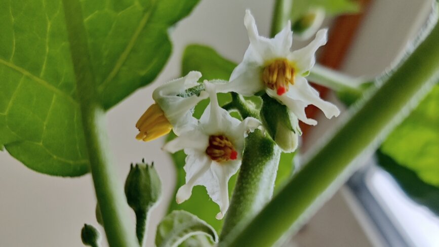 Цветет и завязывается оранжевый баклажан прекрасно. До сих пор