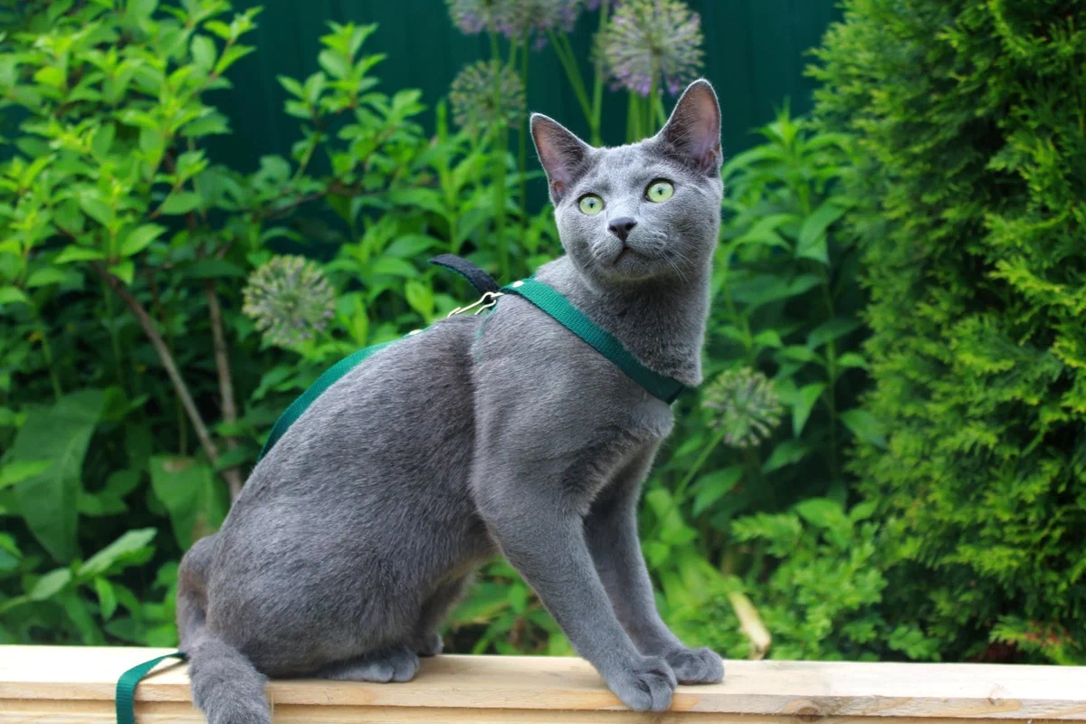 Как выглядит русская голубая кошка фото
