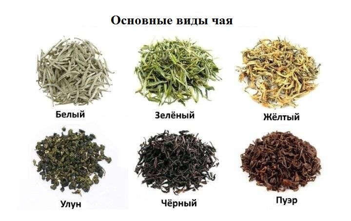 Зеленый чай название фото
