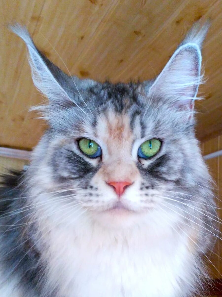 Рысенька в два года