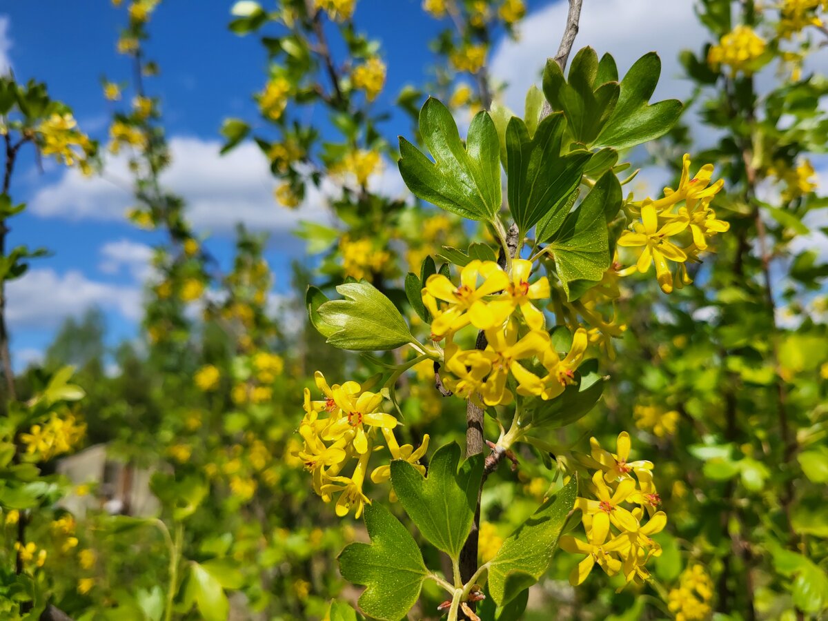 Золотистая смородина.  Фото автора 