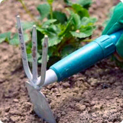 Как правильно поливать