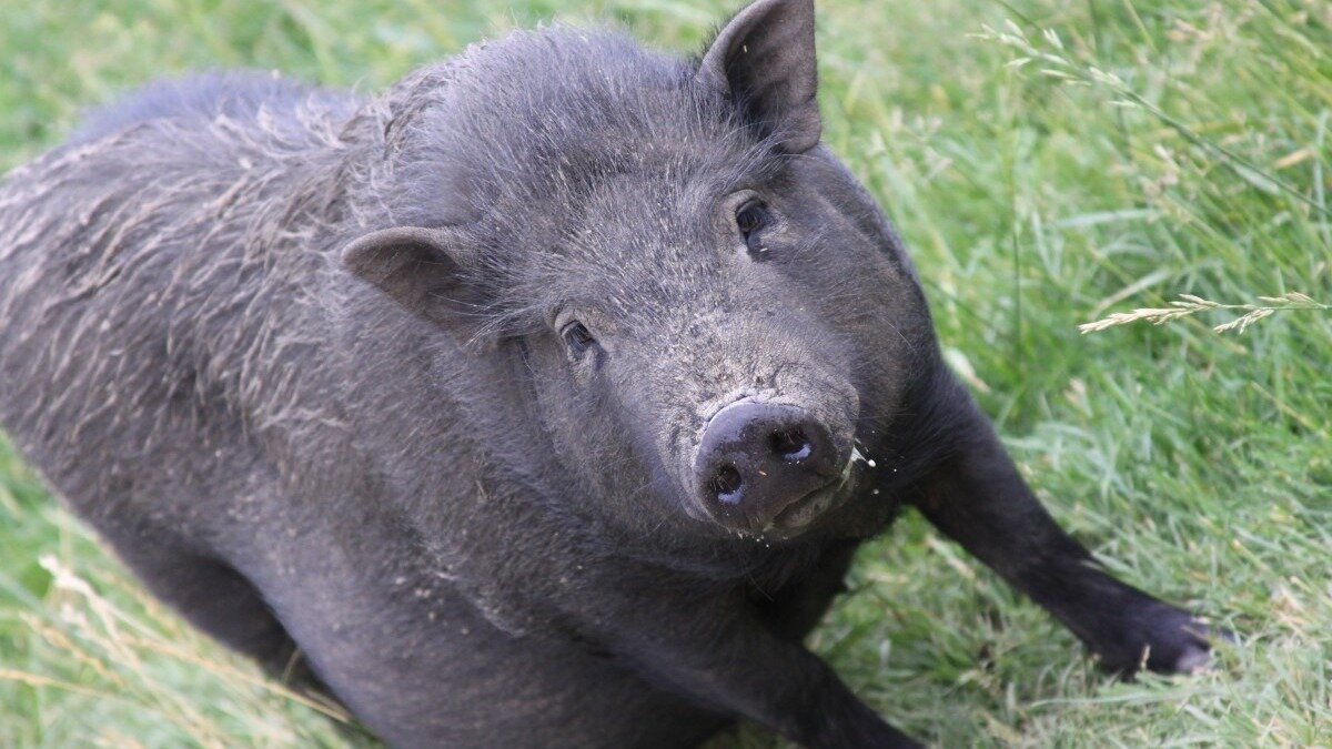     В Ростове дикий кабан забежал на детскую площадку, где едва не задавил двух детей, сообщает Telegram-канал Don Mash.