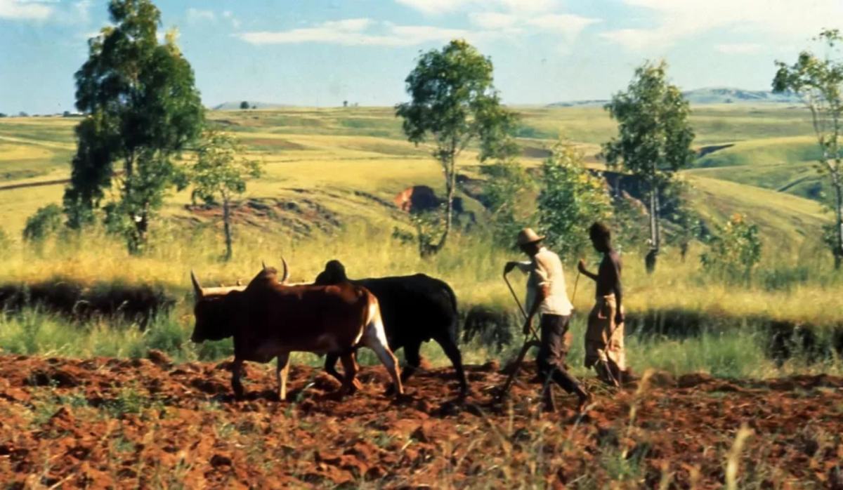 Земледелие это. Мадагаскар сельское хозяйство. Сельское хозяйство Африки Мадагаскар. Земледелие и животноводство. Сельское хозяйство на острове.