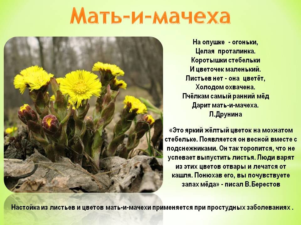 Мать-и-мачехи листья