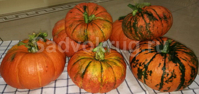 Выращиваем вкусную и полезную тыкву