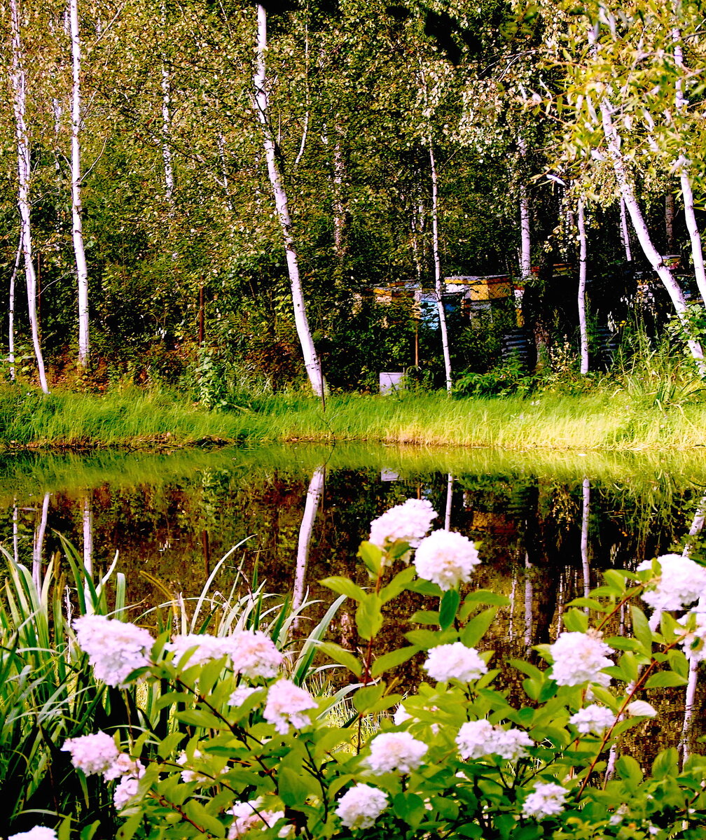 Наш водоём примерно 6 соток