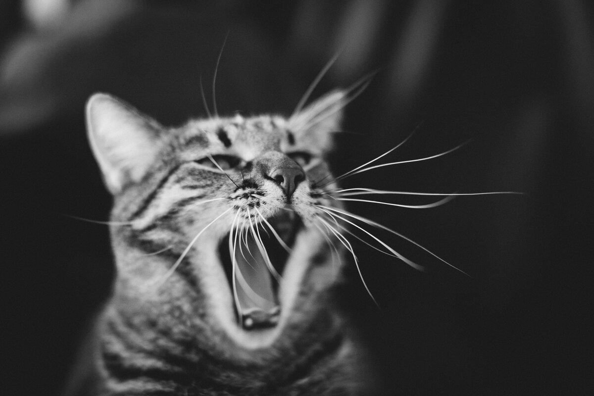 где-то в кошке есть моторчик?)