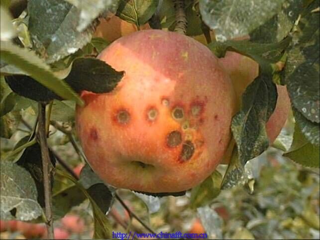 яблоки с нехваткой кальция