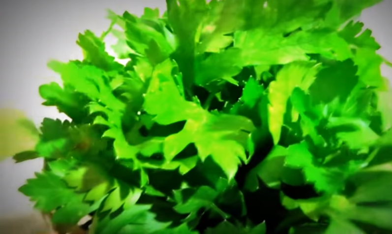 Моя петрушка. 