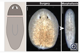 Ученые расшифровали механизм, посредством которого необластам удается точно определить позицию, в которой нужно восстановить утраченный орган, даже если вся система пространственных координат в отрезанном кусочке животного исказилась.  