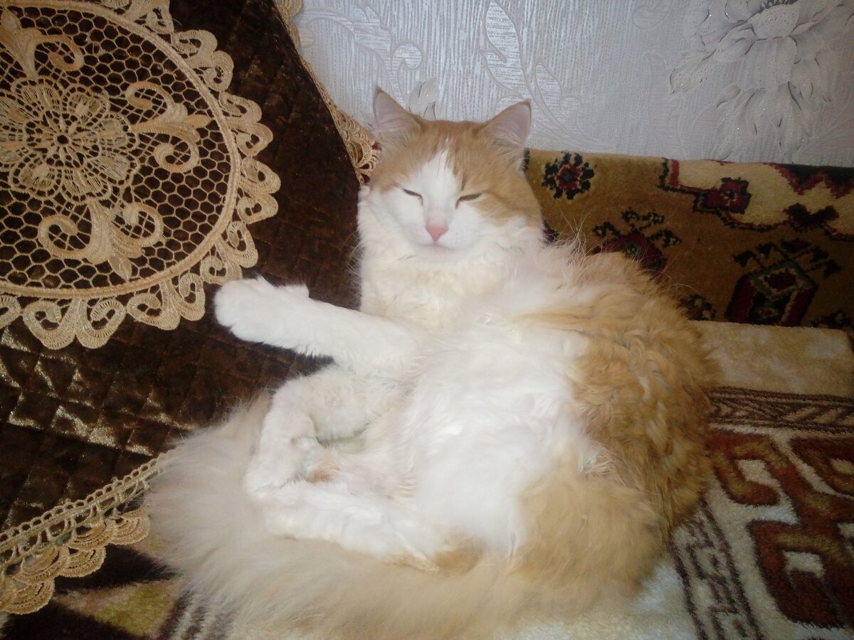 Кот доволен