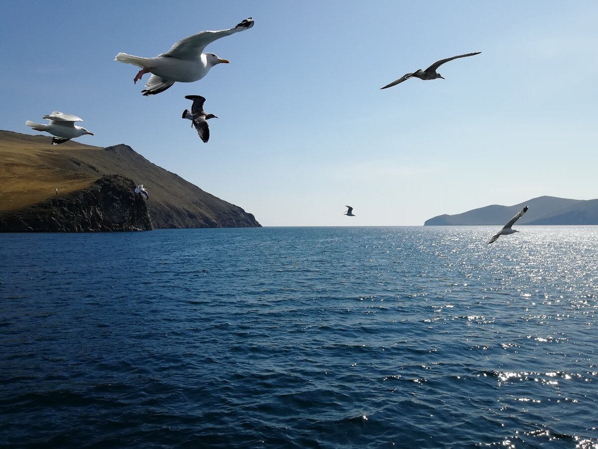 У чаек таких проблем нет