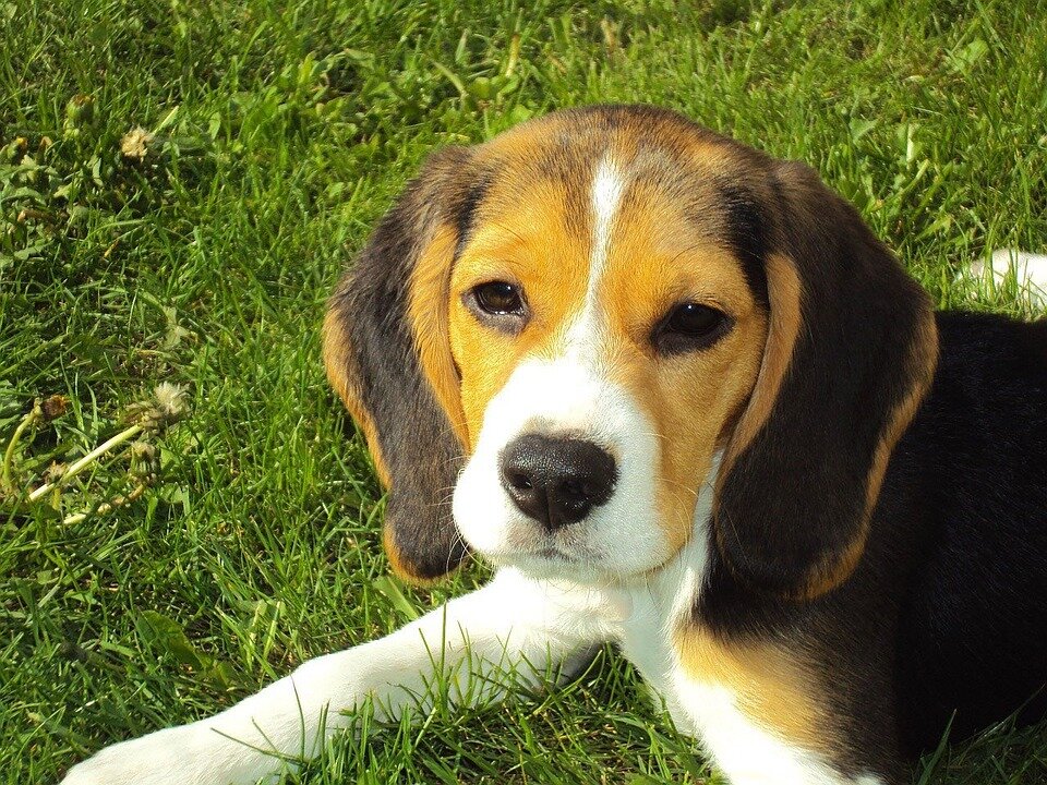 https://pixabay.com/photos/beagle-puppy-beagle-hound-dog-2681/