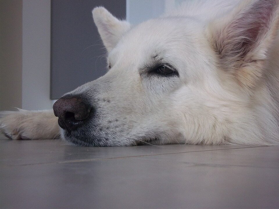 https://pixabay.com/photos/swiss-white-shepherd-dog-animals-2784202/