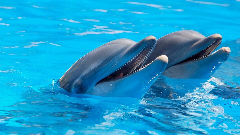 https://pixabay.com/photos/animal-dolphins-fish-mammals-1869337/