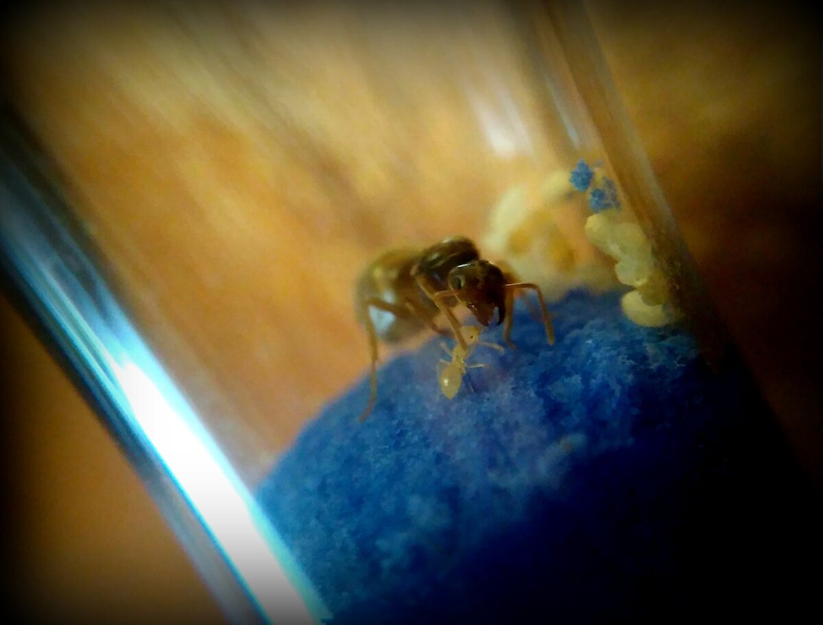 Королева и первый "новорождённый" рабочий в будущей семье желтого лугового муравья (фото автора)