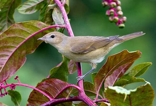 Садовая славка