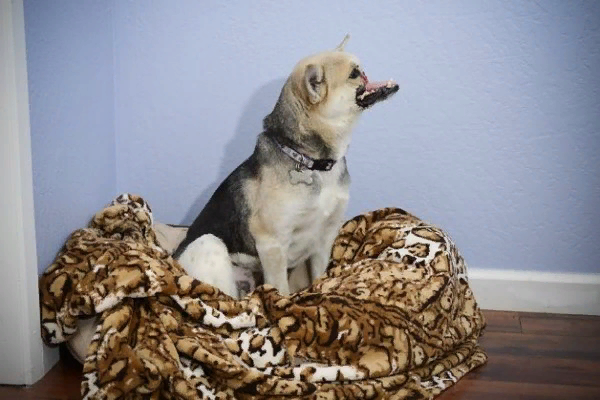 Спаситель Кабанг. Источник google.