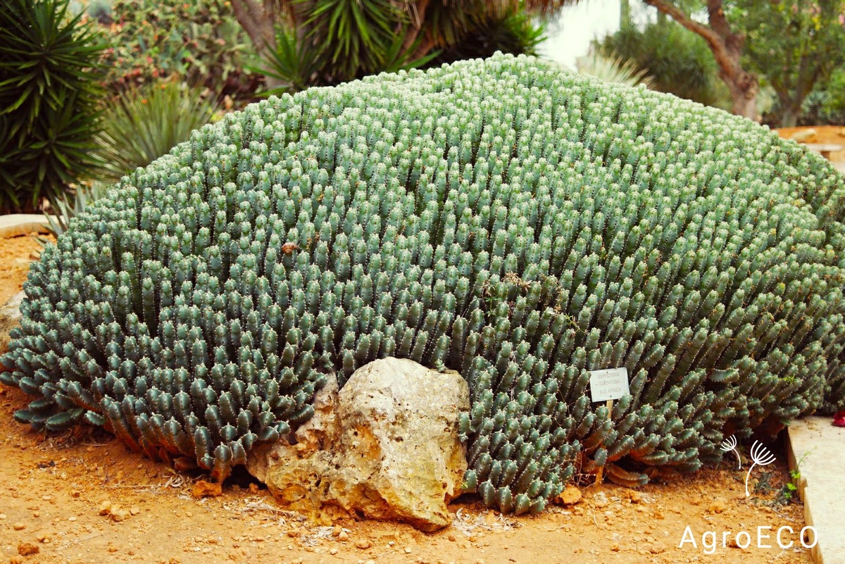 Смоляной молочай