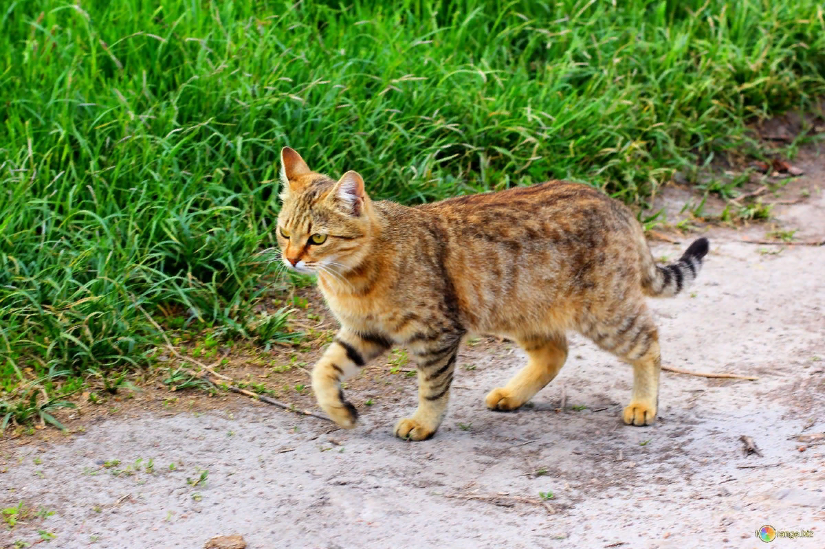 Бок кэт. Кот идет. Кошка ходит. Котики в движении. Кошачья походка.