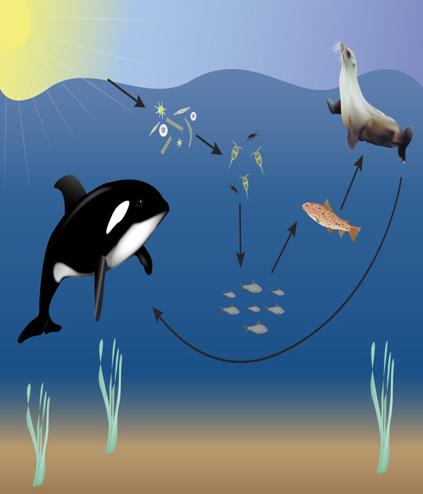 i2.wp.com/www.learnz.org.nz/sites/learnz.org.nz/files/ocean-animals-diagram-large.jpg