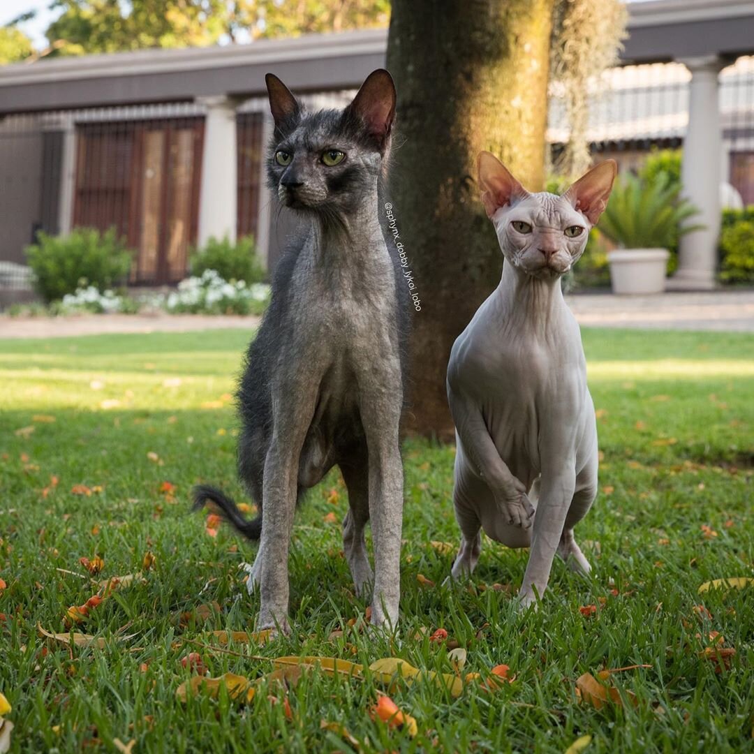 Фото из профиля в инстаграм @sphynx_dobby_lykoi_lobo
