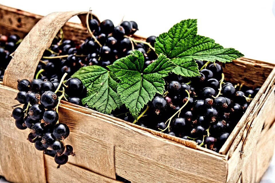 https://cdn.pixabay.com/photo/2017/02/28/12/20/currant-2105600_960_720.jpg