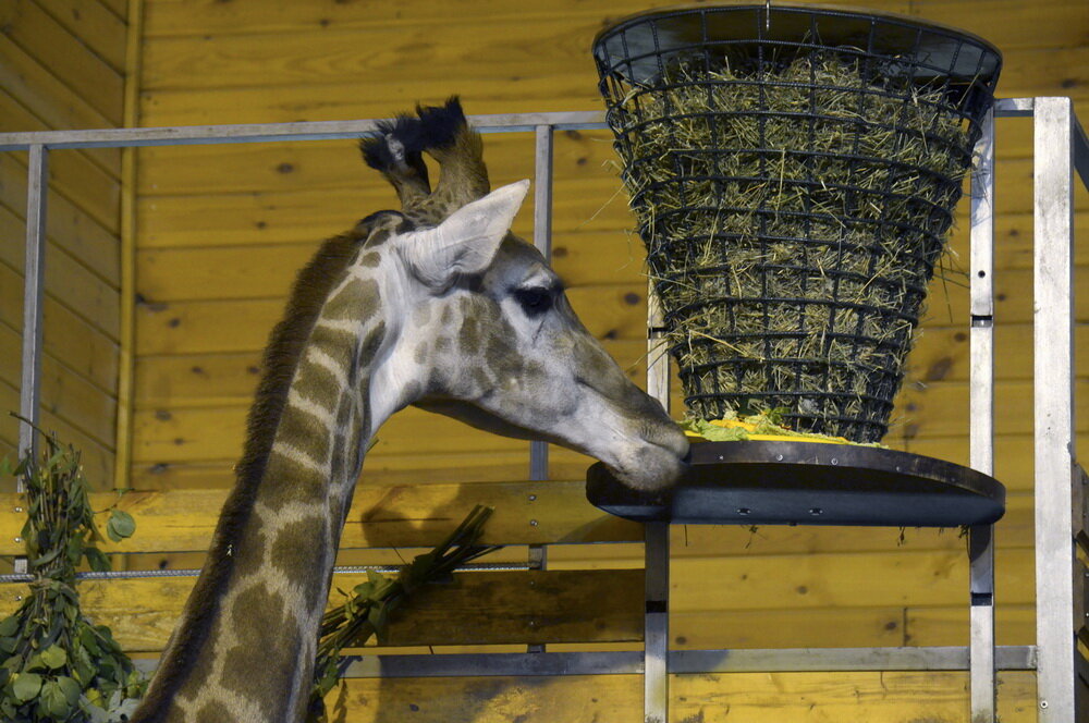 Знакомьтесь. Радуга - первый жираф, родившийся в Сибири. Если быть совсем точным, то в красноярском зоопарке. А также это первый в России жираф, который был выкормлен искусственно. А еще это первый жираф, который живёт в Нижнем Новгороде с 2015 года. Радуга, хоть и смотрит на всех свысока, отличается спокойным и добрым нравом. Она очень любит, когда ей чешут бока и шею. Фото и видео сняты пресс-службой зоопарка.