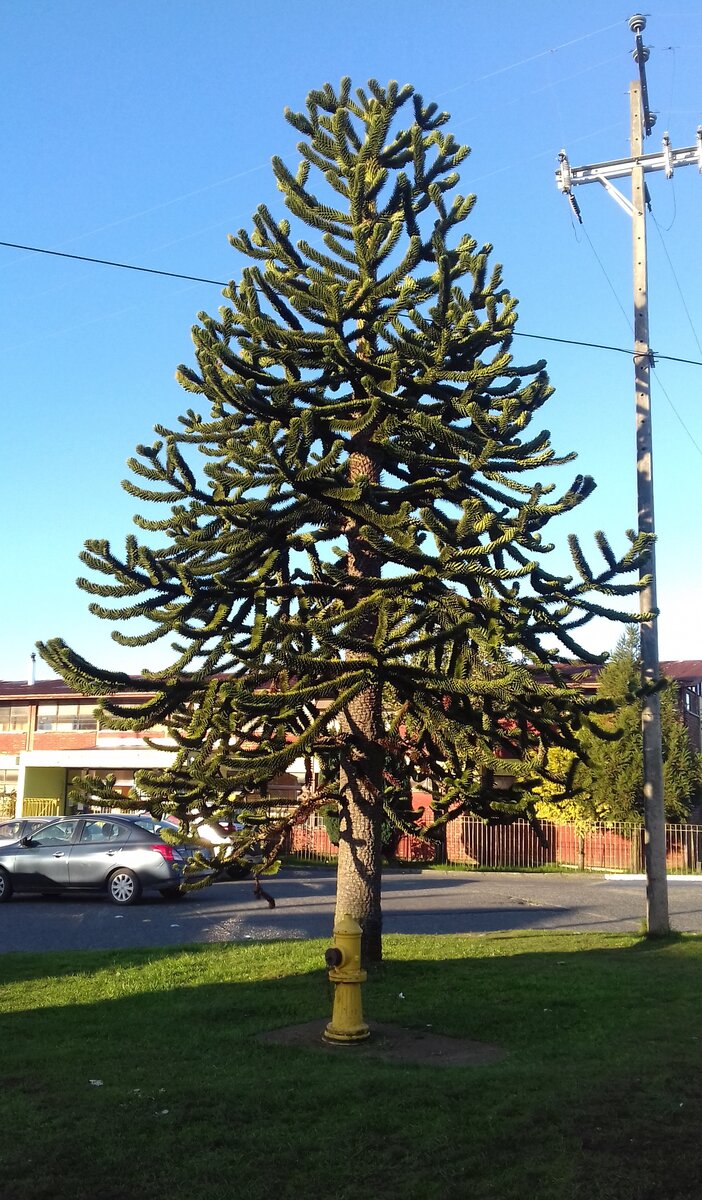 Араукария - типичное дерево этих мест
