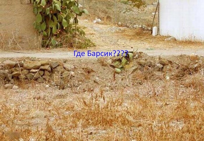 Фото взято из открытого источника...