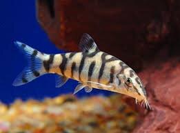 Пицилии бывают ...