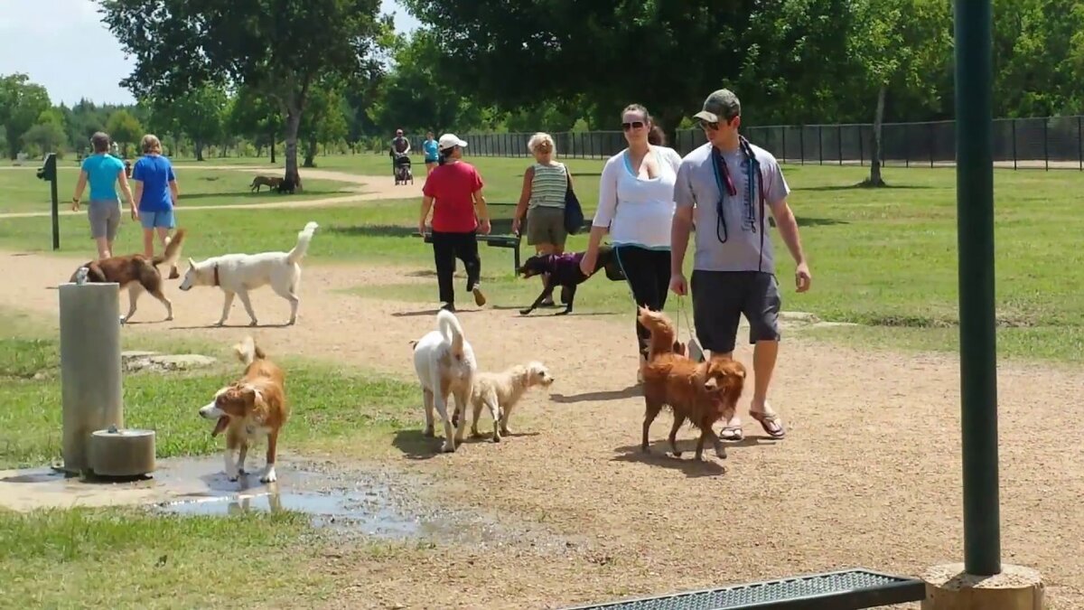 В идеале, собачкам тоже нужно где-то отдыхать. Собачий парк в США. Яндекс картинки.
