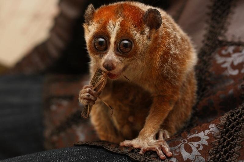 Эти чудесные пучеглазики с недавнего времени стали понемногу вытеснять собак и кошек из наших домов. Это и не плохо, ведь лемур Лори маленький зверек, который на грани вымирания!!! И хоть таким образом мы можем продлить ему жизнь, а может, и прекратить вымирание? Безусловно, нужно знать об некоторых аспектах содержания, об этом мы с вами и поговорим.