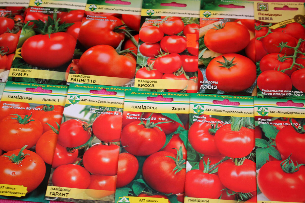 Недавнее пополнение моей коллекции томатов сортами белорусской селекции